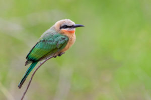 White-fronted Bee-eater (Merops bullockoides), side view of an individual perched on a branch, Mpumalanga, South Africa White-fronted Bee-eater (Merops bullockoides), side view of an individual perched on a branch, Mpumalanga, South Africa